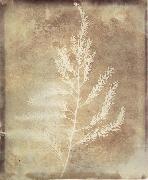 Willim Henry Fox Talbot Photogenetic Drawing oil painting on canvas